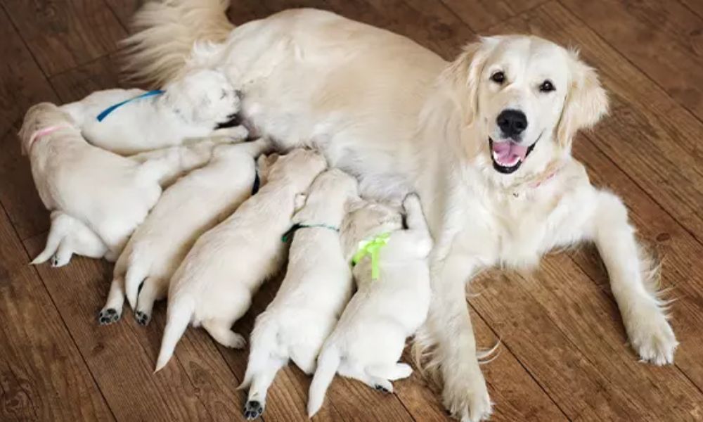 Perrita con sus cachorros