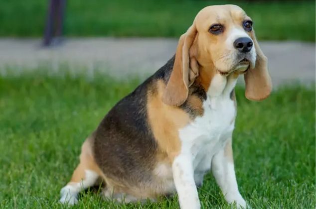 La rutina de alimentación ideal para cuando tu perrita está embarazada: Conoce los cuidados en cada etapa