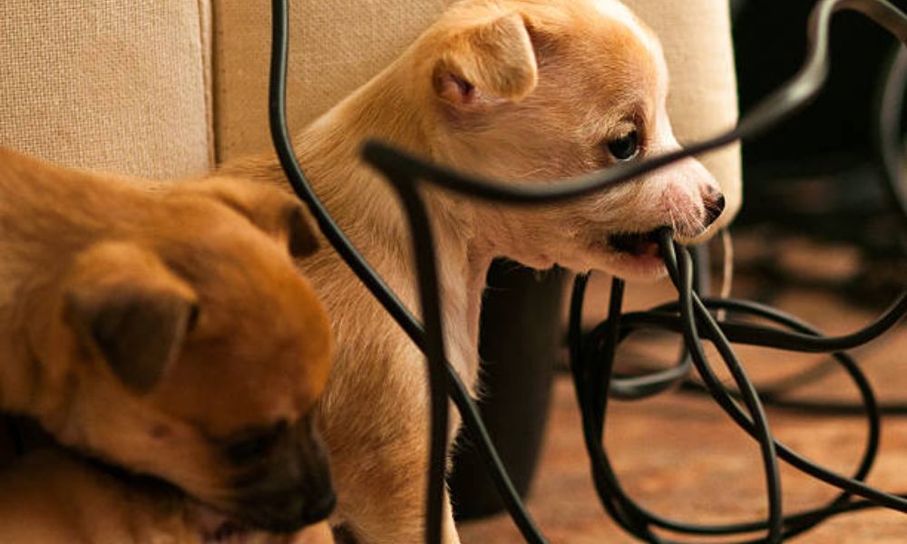 Perros cables