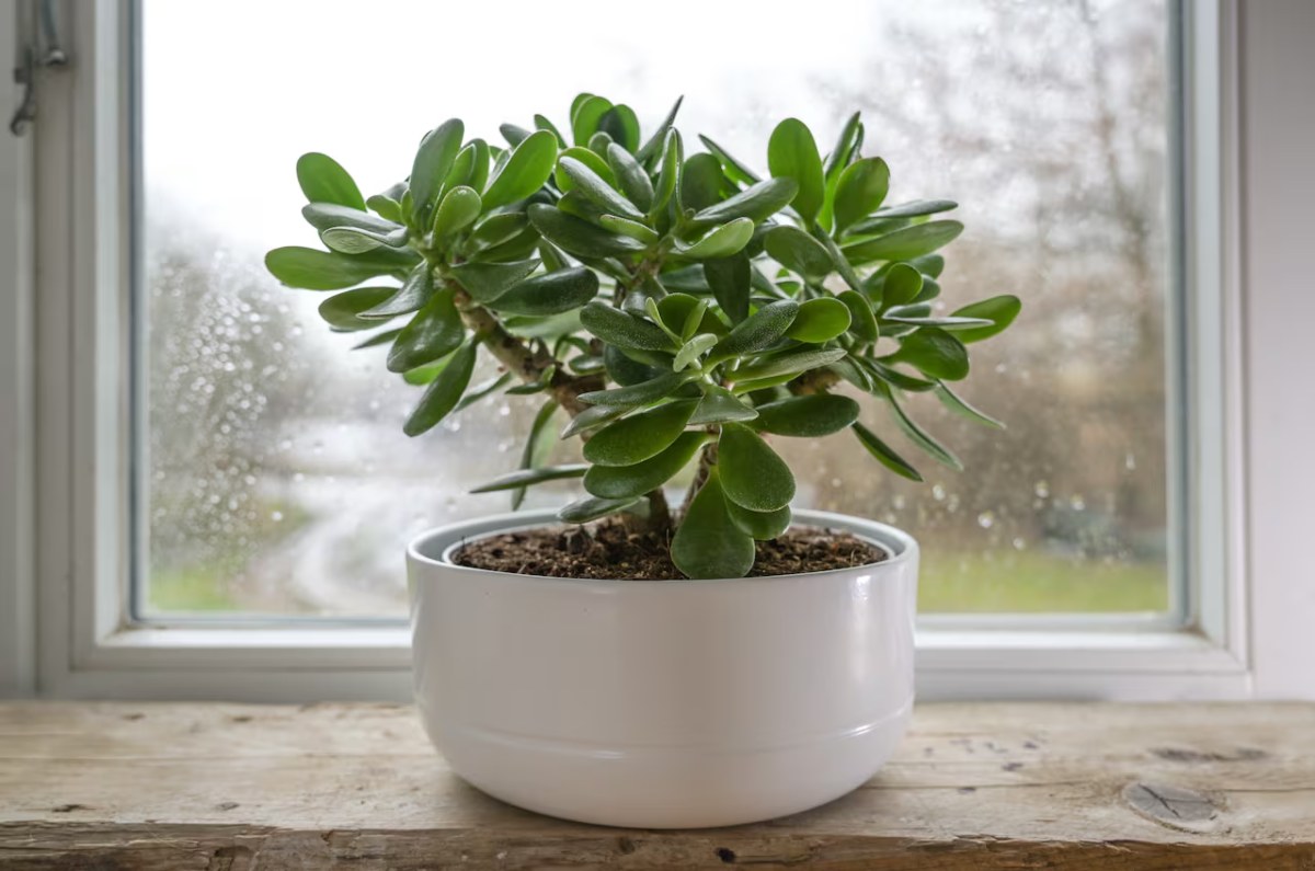 planta para la prosperidad feng shui
