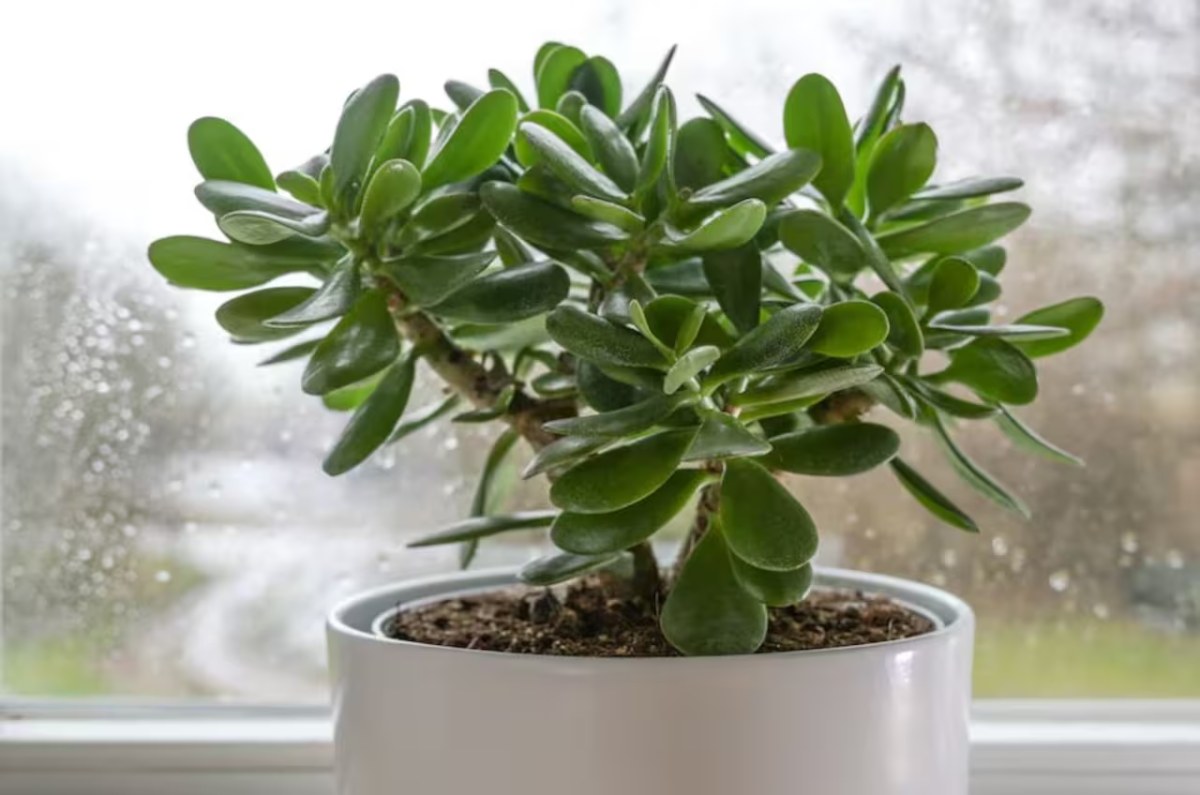 planta para la prosperidad feng shui