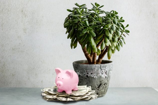 La planta que debes colocar detrás de tu puerta si quieres atraer la prosperidad según el Feng Shui