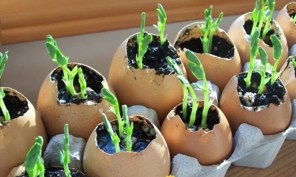 Semillero casero con huevos
