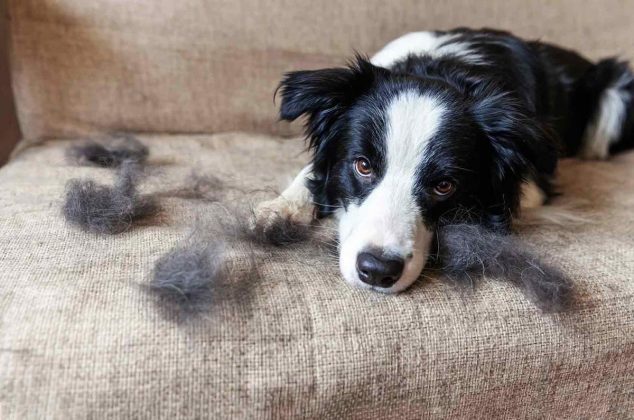 Truco de 1 ingrediente para eliminar los pelos de tu mascota de la ropa