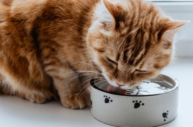 Lugares donde JAMÁS debes colocarle el agua de beber a tu gato en casa y por qué