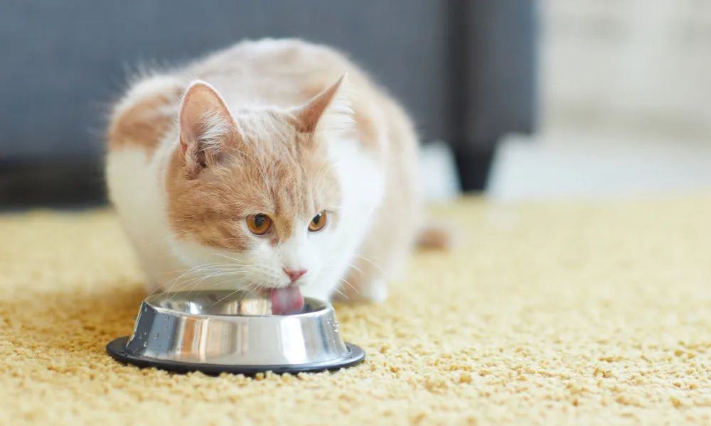 Bebedero para gatos