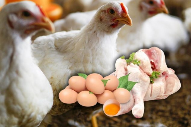 ¿Es seguro consumir pollo y huevo en México tras nuevo brote de gripe aviar? Esto se sabe