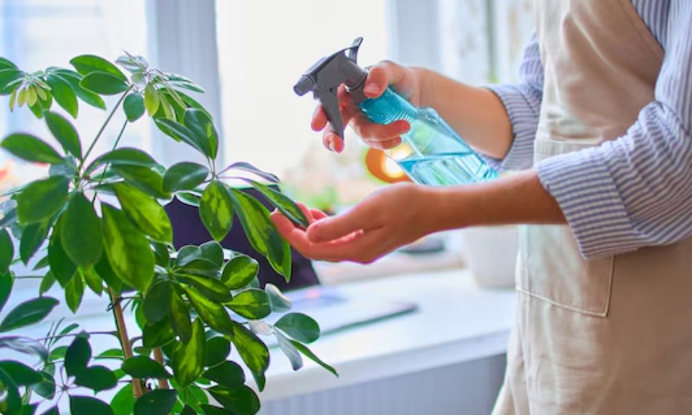 Cebolla para plantas