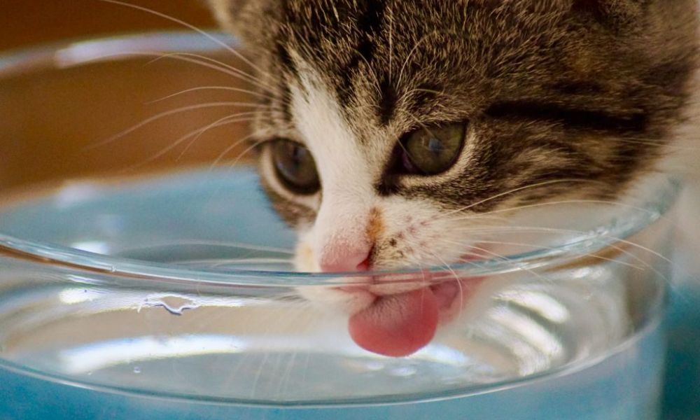 Día del gato