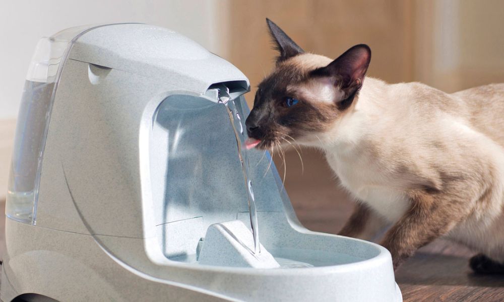 Dónde colocar el agua para gatos