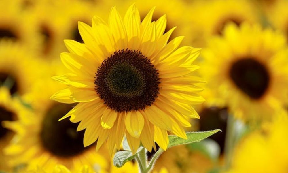Es bueno tener girasoles en casa