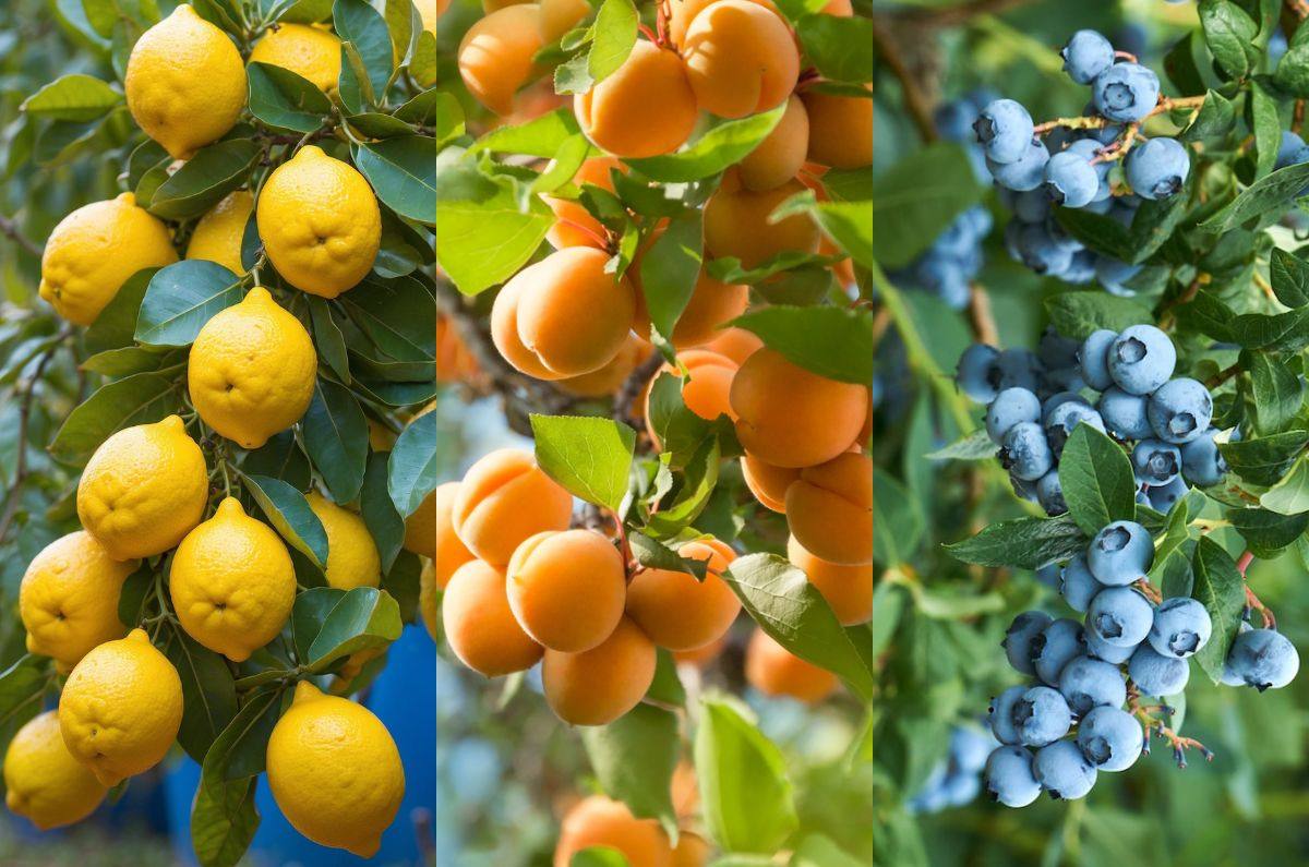 Frutas que crecen rápidamente y son fáciles de cultivar en macetas