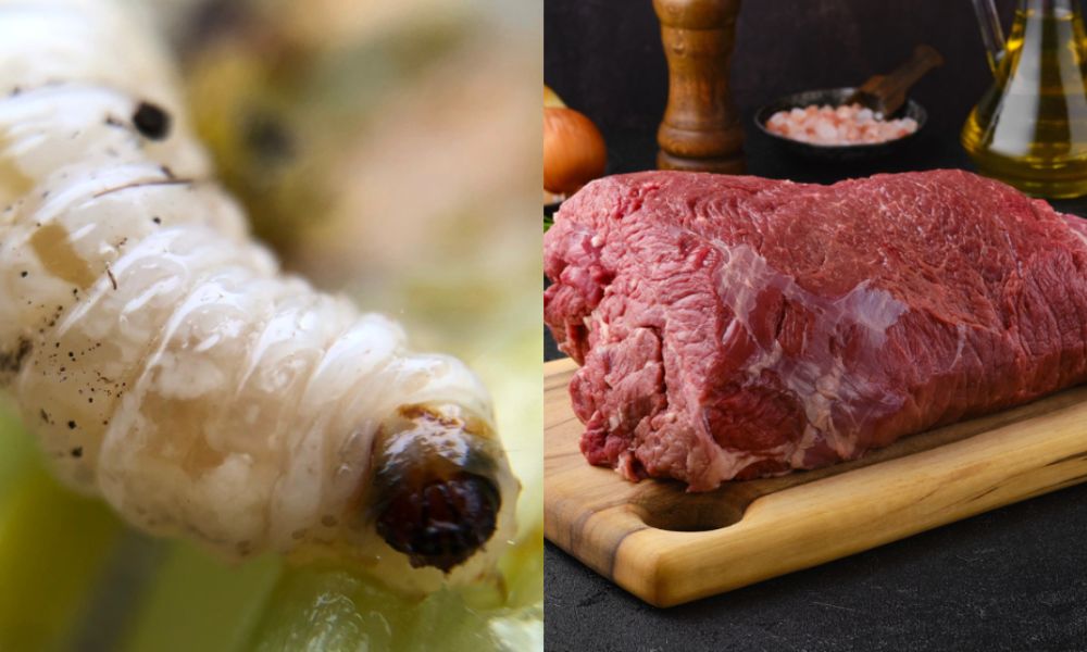 Gusano barrenador en humanos por comer carne