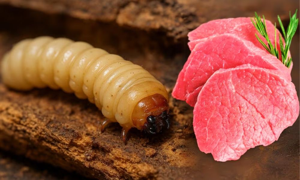 Gusano barrenador por comer carne México