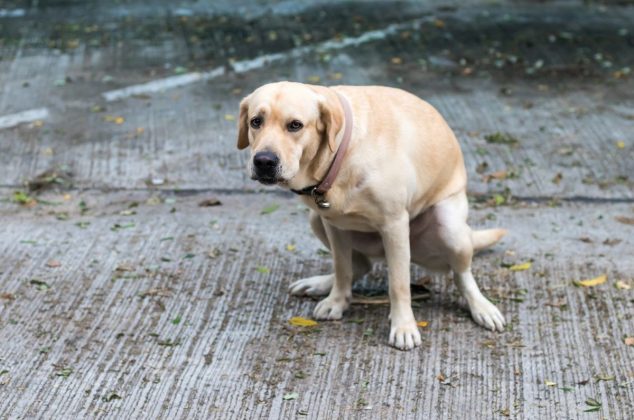 Mezclas efectivas para eliminar el olor a popo de perro en casa