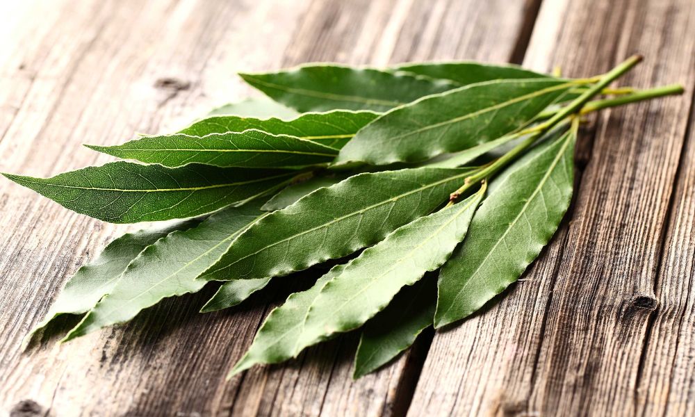 Hoja de laurel para qué sirve