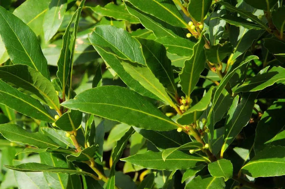 Laurel