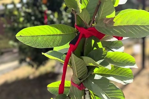 La sorprendente razón por la que deberías atar un listón rojo en tus plantas hoy mismo