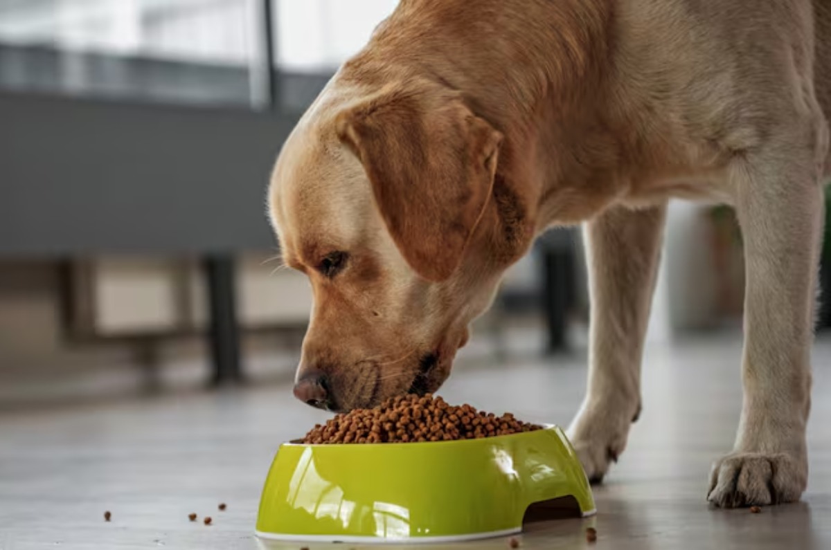 mejor hora para darle de comer a tu perro