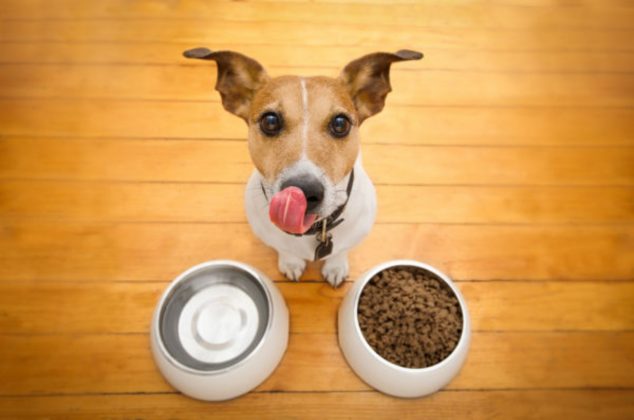 Conoce cuál es la mejor hora para darle de comer a tu perro y evitarle problemas de ansiedad
