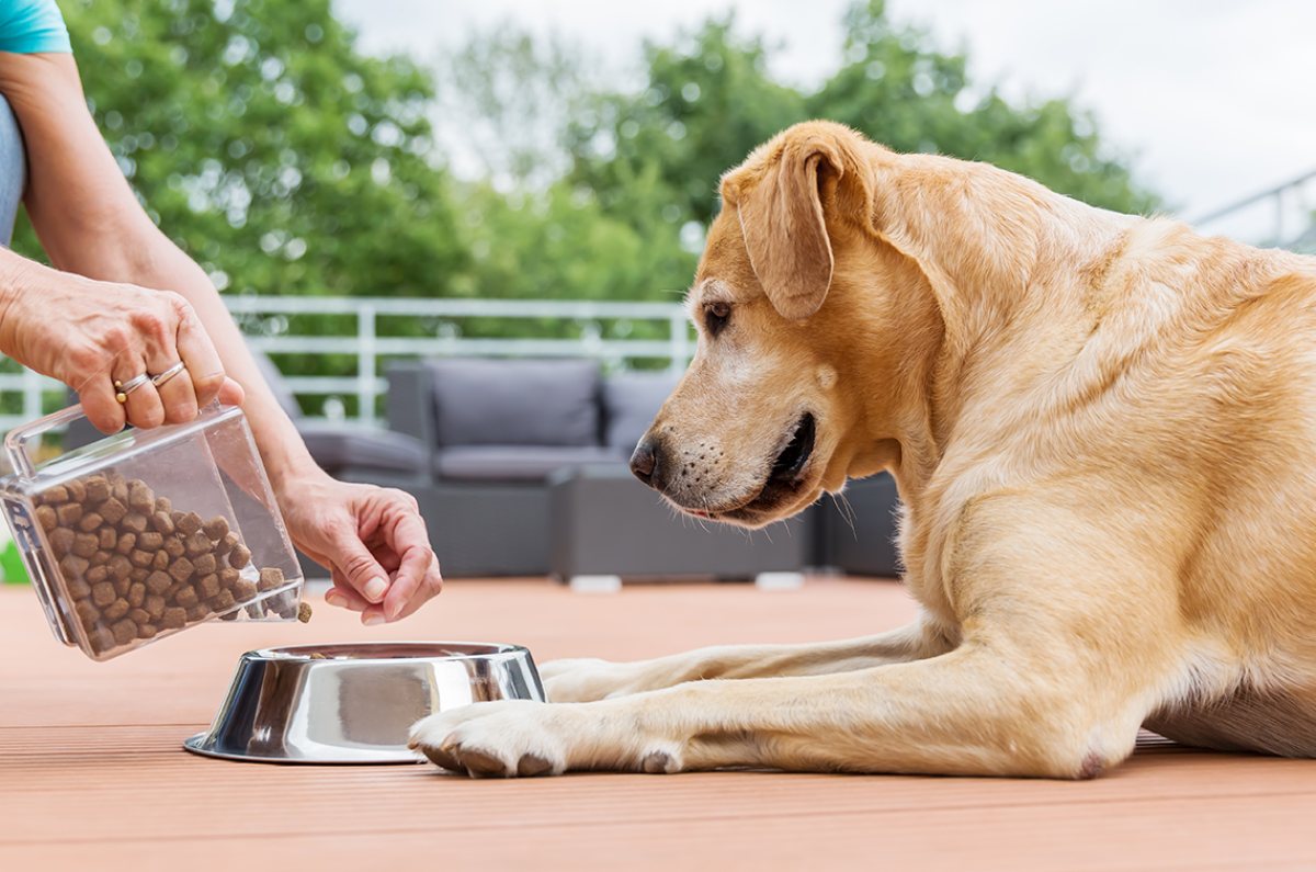 mejor hora para darle de comer a tu perro