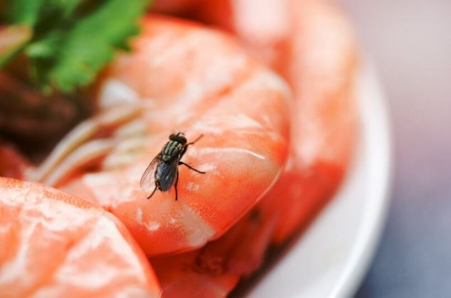 Este es el tiempo que tarda una mosca en depositar bacterias en tu comida, según la ciencia