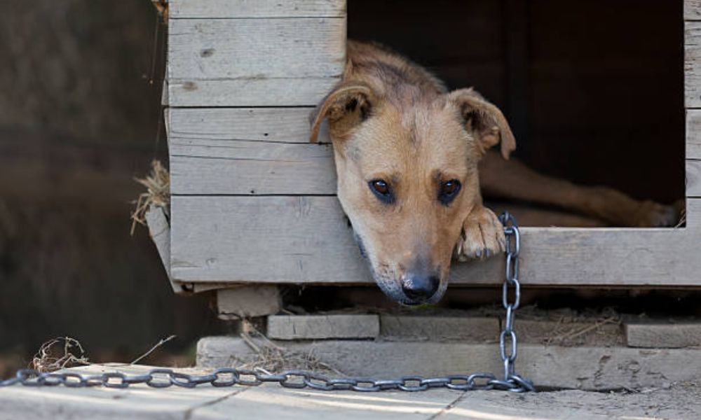 Multa por dejar perros solos en casa