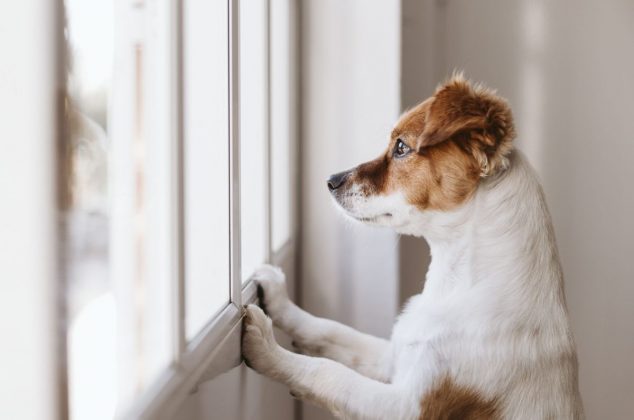 Nueva ley prohibe dejar a los perros solos en casa: ¿De cuánto es la sanción y en qué zonas aplica?