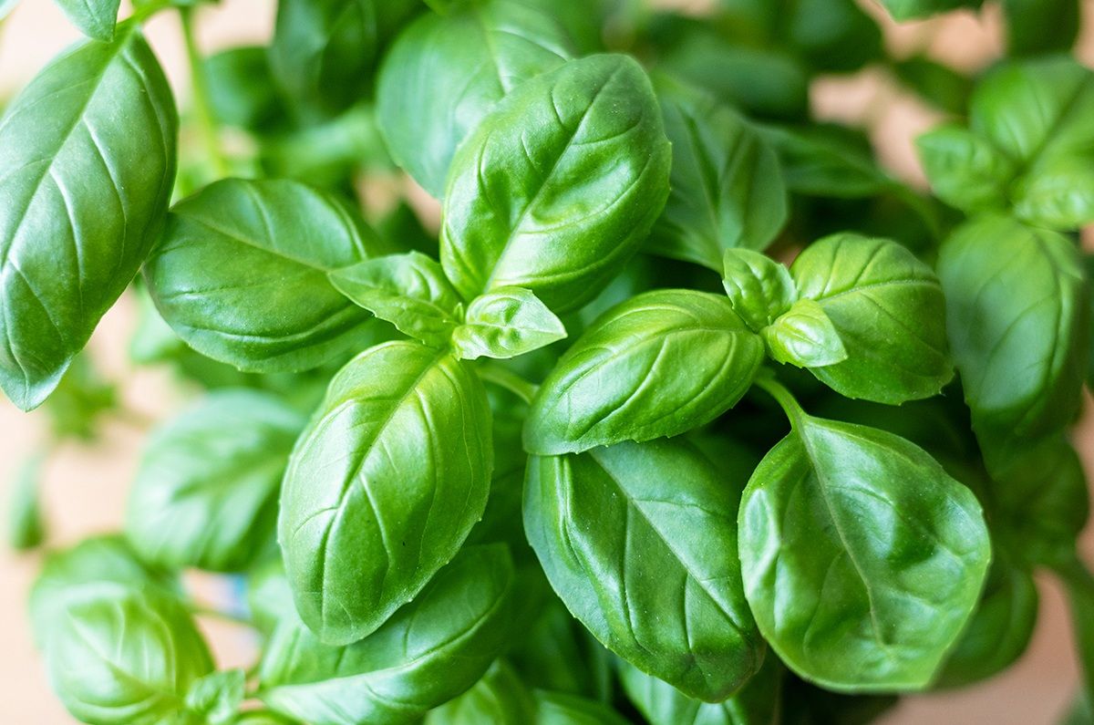 Albahaca