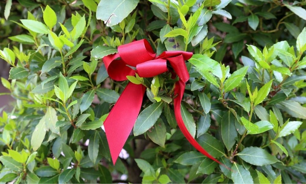 Planta con liston rojo
