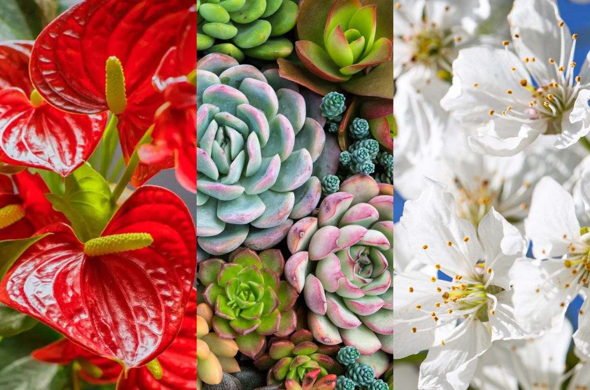 Estas plantas te ayudan a atraer abundancia según el Feng Shui