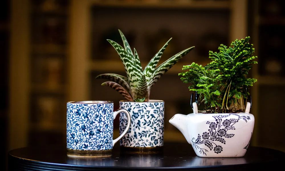 Taza rota maceta