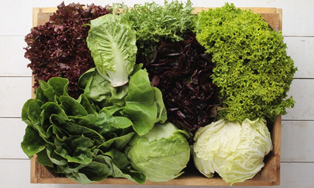 Tipos de lechuga y sus nombres