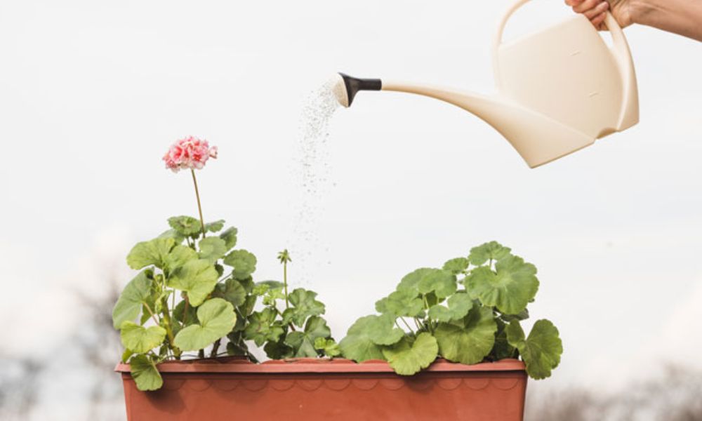 Agua de grifo para plantas