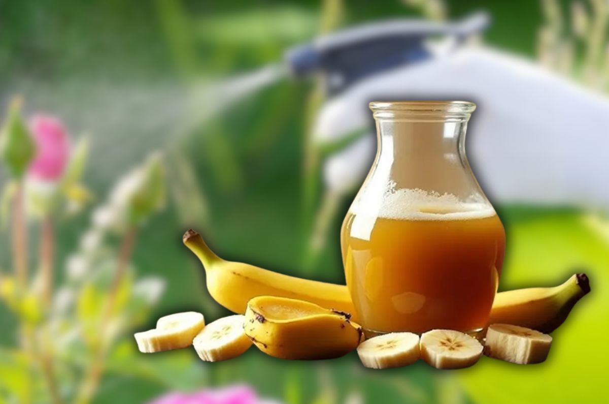 Cáscaras de plátano licuadas con vinagre