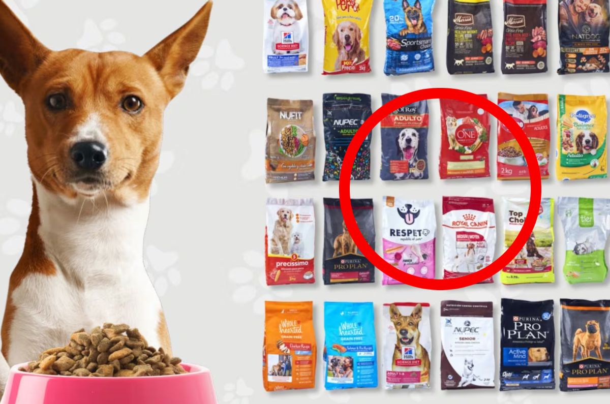 croquetas para perro profeco