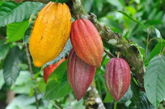 ¡Aunque tengas poco espacio! Así puedes cultivar cacao y producir tu propio chocolate desde casa
