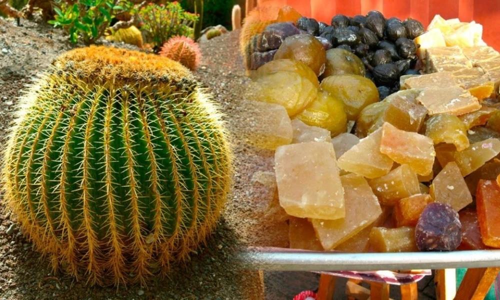 Ingrediente prohibido chiles en nogada