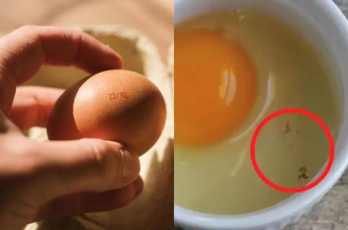 Manchas marrones en los huevos