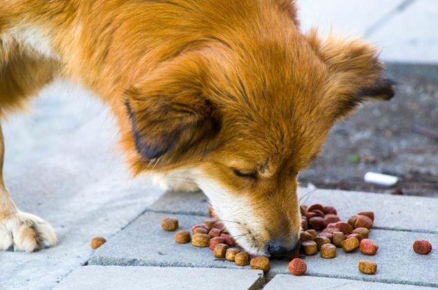 ¿Hay multa por darle de comer a los perros en la calle? En estos casos aplica, según la ley