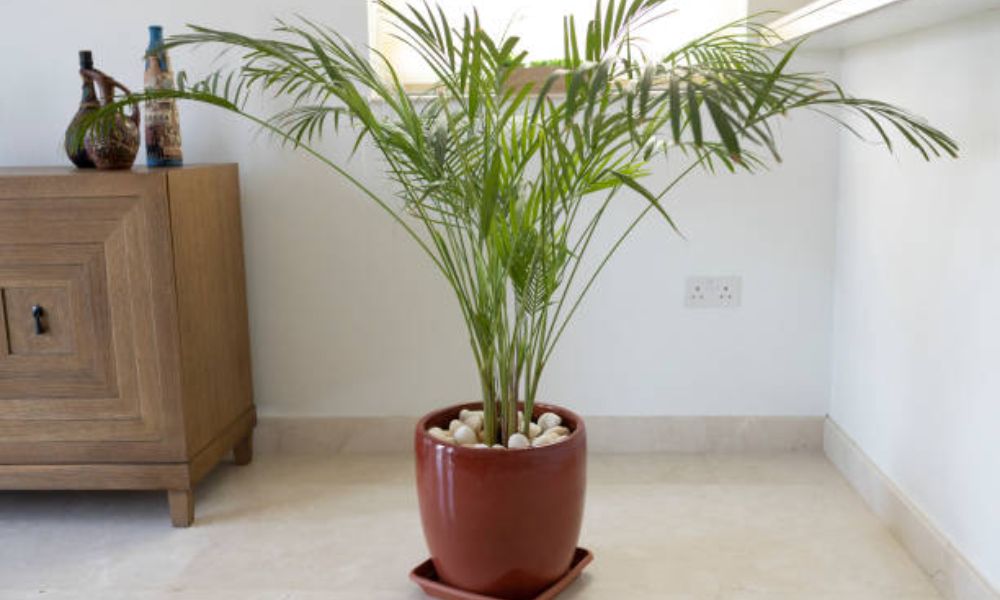 Palmera de bambú para interior