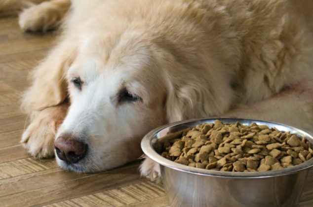 ¿Tu perro no quiere comer? Esta es la solución que recomiendan los expertos en mascotas
