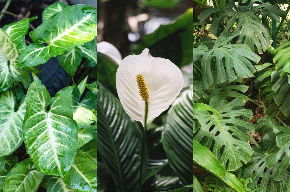 5 plantas que puedes tener en un frasco de agua sin tierra