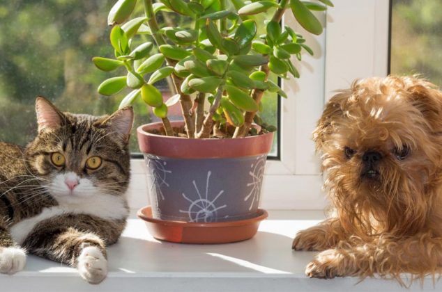 5 plantas que puedes tener en casa y que NO son tóxicas para tus mascotas