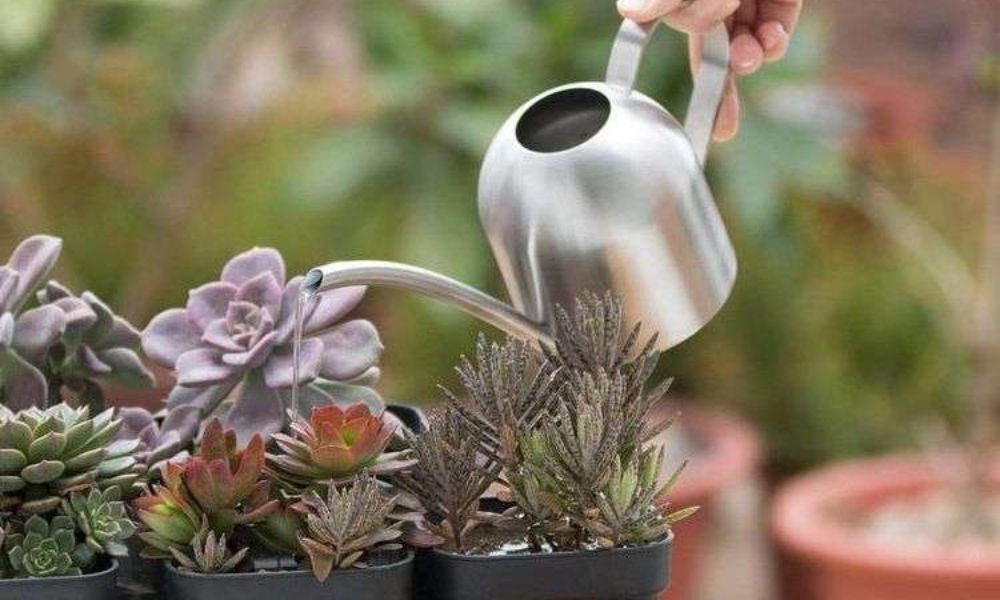 Regar cactus y suculentas