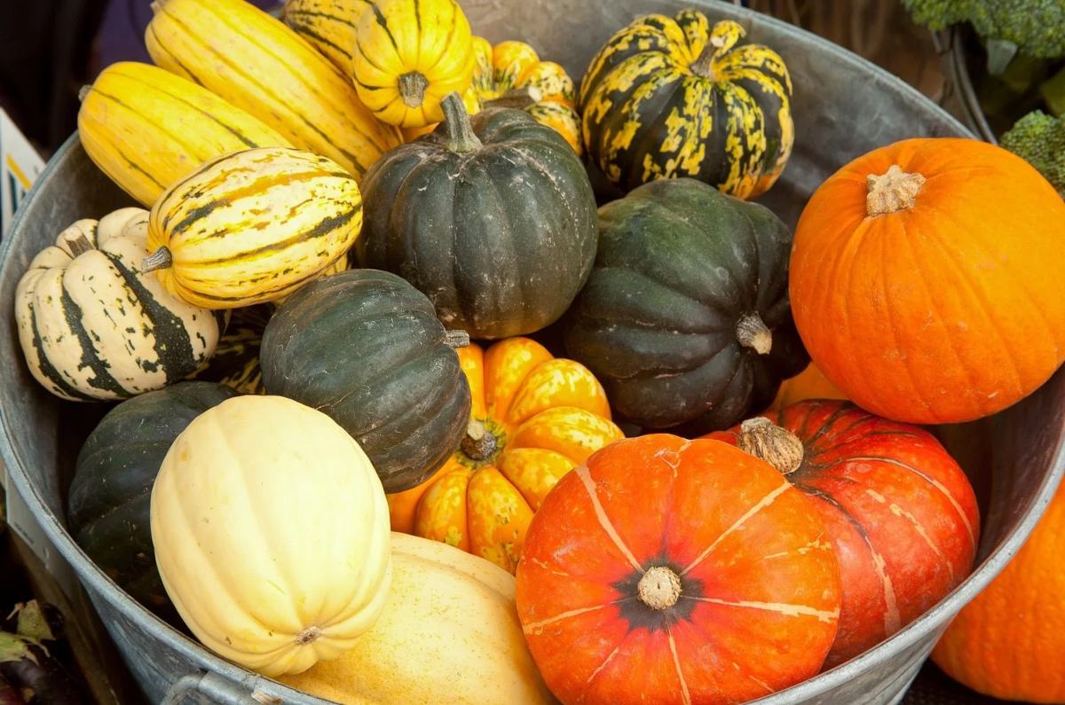 Diferentes calabazas