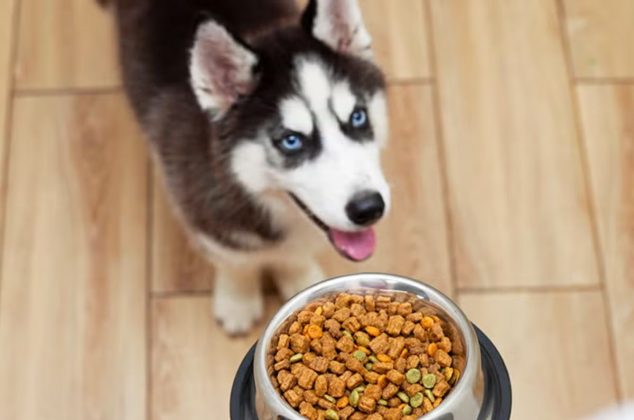 La marca de croquetas para perro con mayor contenido energético según Profeco y cuesta solo 28 pesos