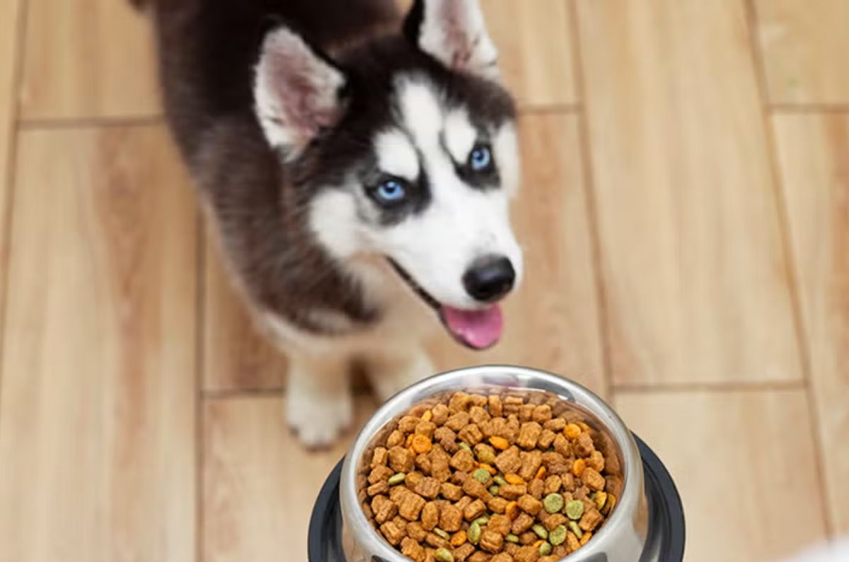 Croquetas para perro