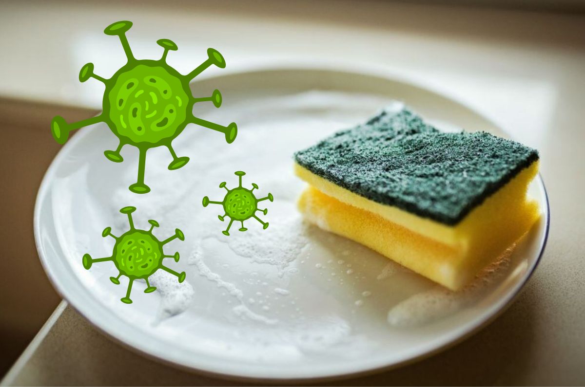 Esponjas que no eliminan bacterias