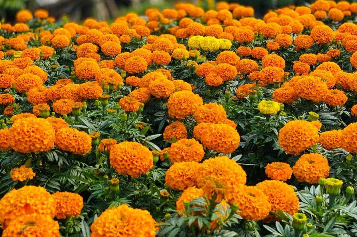 Flores Cempasúchil.
